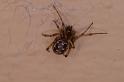 Steatoda_grossa_D3207_Z_85_Valle Gran Rey_Spanje